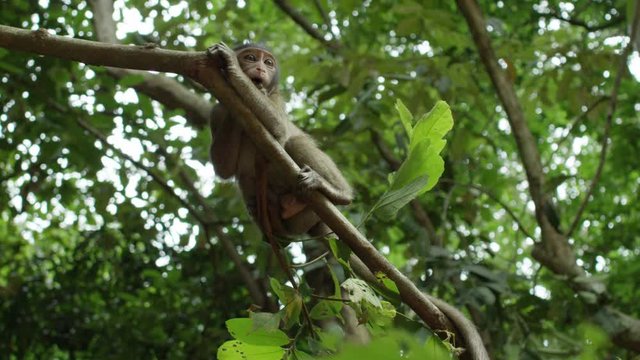 Small Monkey Playing on Branches of Tree in Cambodia.  Slow Motion Shot on Red Epic Helium