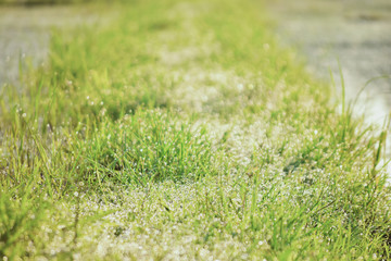 Blurred fresh green grass field in the early morning