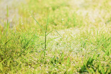 Blurred fresh green grass field in the early morning