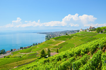 Stunning landscape in Lavaux wine region, Switzerland. The wine-growing area located by Lake Geneva. Green vineyards on slopes by the famous lake. The area by villages Villette, Epesses and Lutry