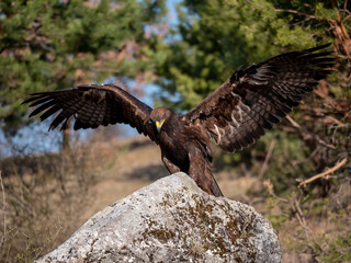 Golden eagle (Aquila chrysaetos) in flyight. Golden eagle portrait. Golden eagle sitting flying. Golden eagle landing on rock.