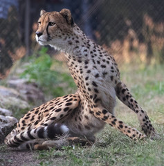 cheetah on the lookout