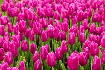 Nature Colorful Tulips