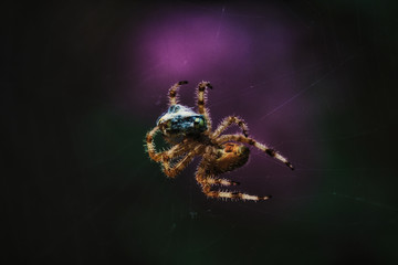 A big hairy spider with a fly for lunch caught in it's web