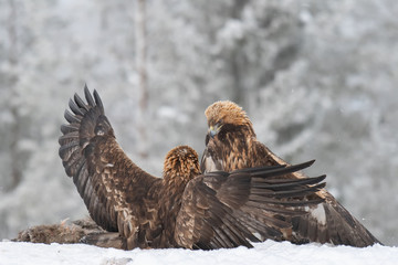 Two Golden eagles fight over a carcass