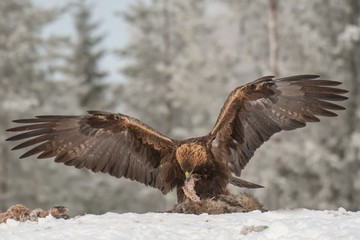 Golden eagle with wings spread rips pieces of meat from frozen racoon carcass