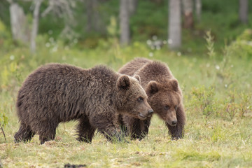 Obraz na płótnie Canvas Two young Brown bears (Ursus arctos) walking on a Finnish bog on a summer evening