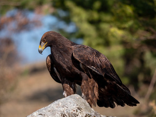 Golden eagle (Aquila chrysaetos) on the rock. Golden eagle portrait. Golden eagle sitting on rock. 
