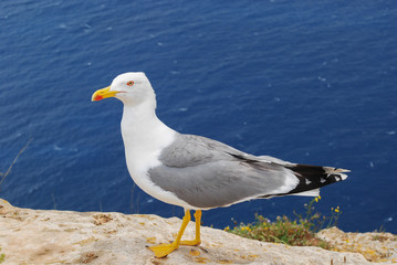 Fototapeta na wymiar Sea gull on a cliff observes the photographer exactly.