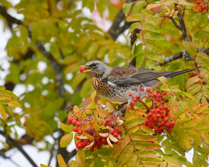 A beautiful Fieldfare (Turdus pilaris) feeding on Rowan tree berries