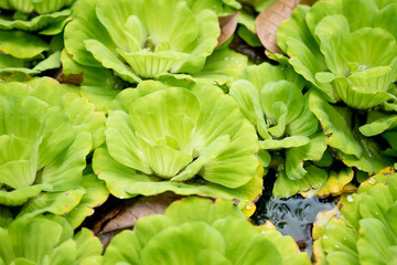 Hydrophyte floating on the water