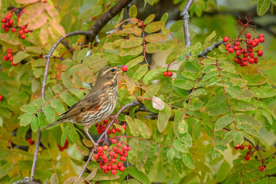 A beautiful Redwing (Turdus iliacus) feeding on Rowan tree berries
