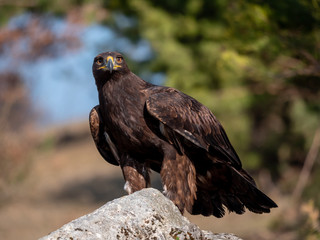 Golden eagle (Aquila chrysaetos) on the rock. Golden eagle portrait. Golden eagle sitting on rock. 