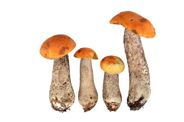 Koźlarz czerwony (Leccinum aurantiacum - czerwony grzyb, czerwonogłówka, czerwony łebiec, kraśniak, osak