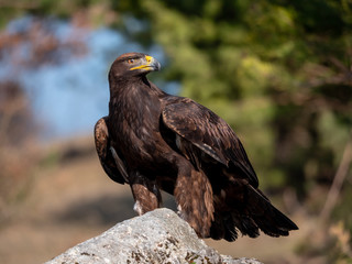 Golden eagle (Aquila chrysaetos) on the rock. Golden eagle portrait. Golden eagle sitting on rock. 