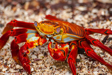 Red crab on the beach at San Cristobal in the Galapagos Islands Ecuador