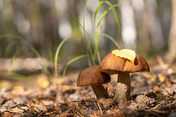 Two muchrooms Leccinum in the woods