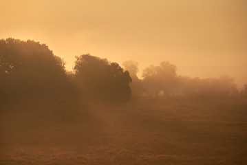 Fototapeta na wymiar The sky at sunrise, dense fog on the meadow in early morning