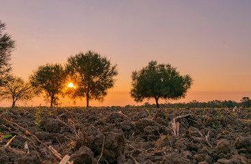 Atardecer - Árbol de Caranda con el Sol Detrás