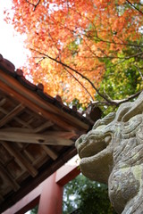 日本、奈良の美しい神社、狛犬、紅葉、秋の風景