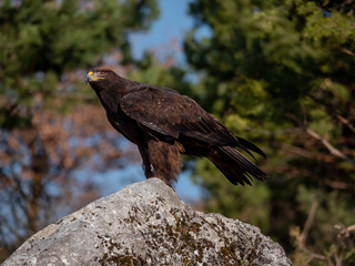 Golden eagle (Aquila chrysaetos) on the rock. Golden eagle portrait. Golden eagle sitting on rock. 