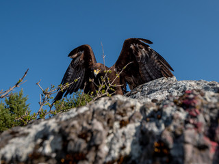 Golden eagle (Aquila chrysaetos) in flyight. Golden eagle portrait. Golden eagle sitting flying....