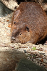 アメリカビーバー　休憩中