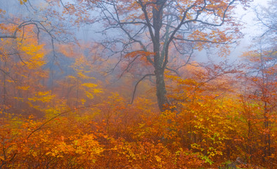Fototapeta premium beautiful red autumn beech forest in a dense blue mist
