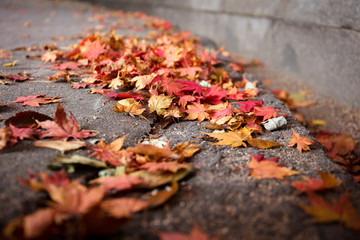 autumn leaves on ground