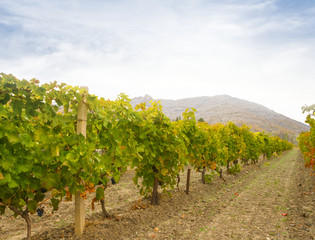 Fototapeta na wymiar vineyard in a mountain valley, countryside agricultural scene