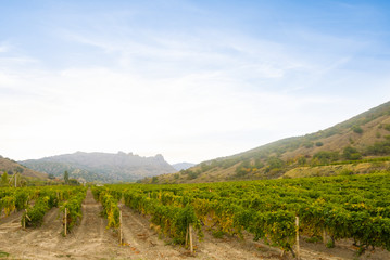 vine yard in a mountain valley, countryside agricultural scene