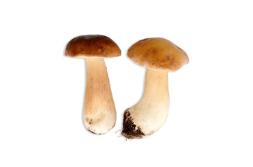 Prawdziwek z cieniem © SebbPL