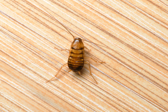 Cockroache nymph on nature background.