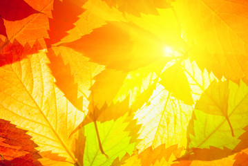 sparkle sun push through the red  vine leaves, natural autumn background