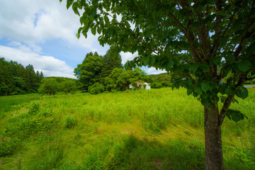 廃屋