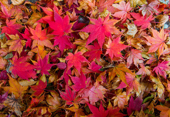 autumn leaves background