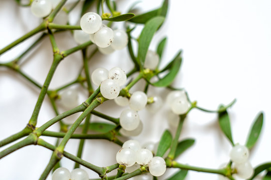 Mistletoe Branch On A White Background