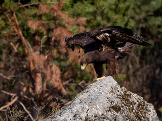 Golden eagle (Aquila chrysaetos) in flyight. Golden eagle portrait. Golden eagle sitting flying. Golden eagle landing on rock.