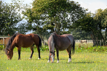 Fat ponies grazing on grass on summers day getting fatter and risking Laminitus.