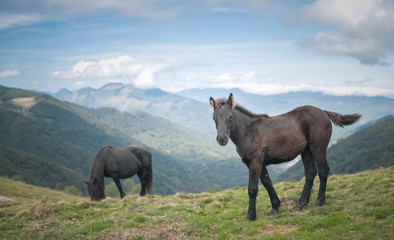 Foal Merens horse in the Ariege Pyrenees mountains