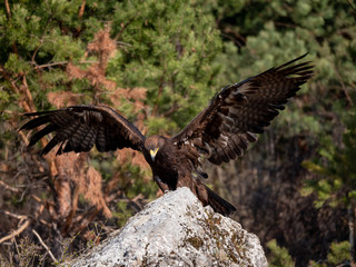 Golden eagle (Aquila chrysaetos) in flyight. Golden eagle portrait. Golden eagle sitting flying. Golden eagle landing on rock.