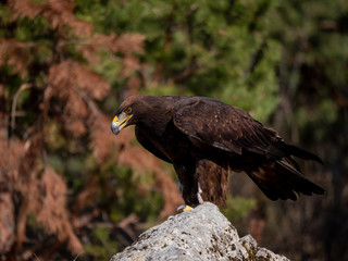Golden eagle (Aquila chrysaetos) in flyight. Golden eagle portrait. Golden eagle sitting flying. Golden eagle landing on rock.