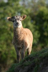 Kleines Schaf auf Hügel