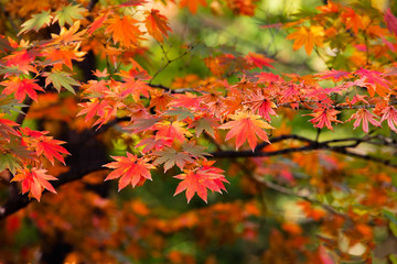 red maple leaves in autumn
