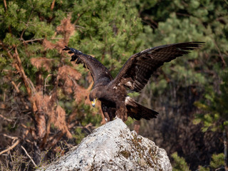 Golden eagle (Aquila chrysaetos) in flyight. Golden eagle portrait. Golden eagle sitting flying. Golden eagle landing on rock.