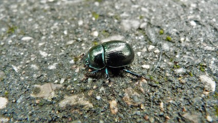 beetle on leaf