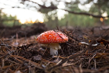 closeup red flyagaric mushroom in a forest