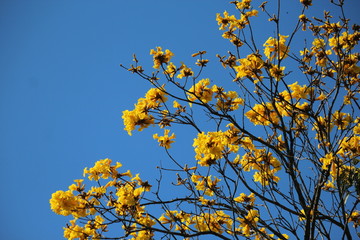 Sky blue and yellow flowers spring