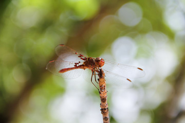 An orange dragonfly sits on a twig with a blurred background.