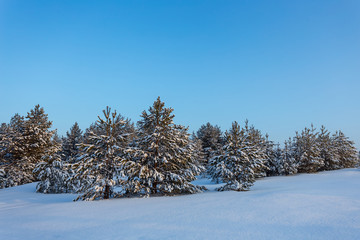 pine tree forest in a snow under a blue sky, winter outdoor background